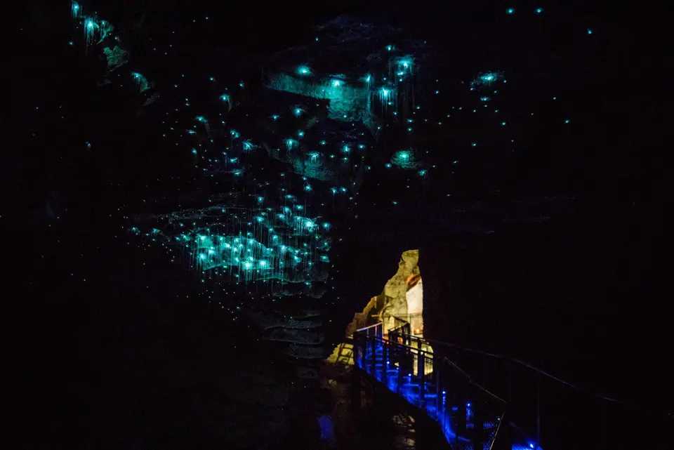 Ruakuri 步道夜间萤火虫参考照片