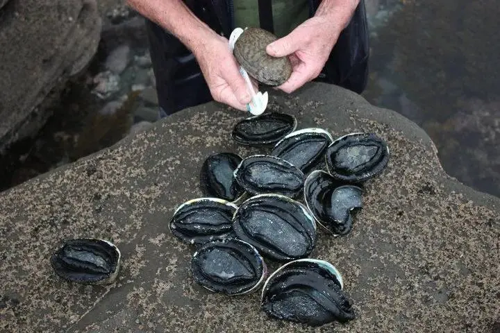 Pāua 采鲍鱼顺路兴趣点与赶船取舍参考照片